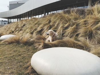 View of an animal on the ground