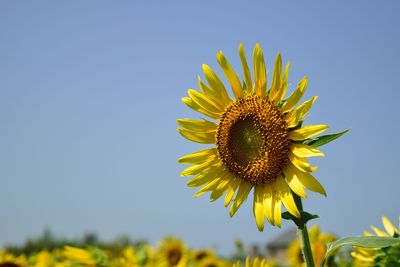 Close-up of sunflower against clear sky