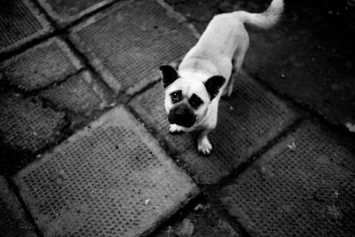 High angle portrait of dog