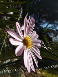 Close-up of pink flower