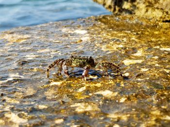 View of turtle in the sea