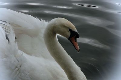 Close-up of swan in lake