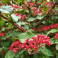 Close-up of red flowering plant