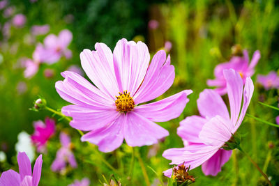 Close-up of pink cosmos flowers