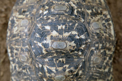 Close-up portrait of a turtle