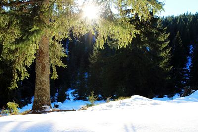 Trees on snow covered landscape