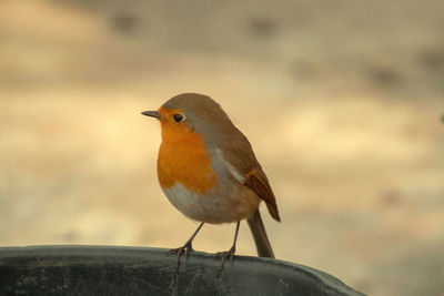 Close-up of bird perching against sky