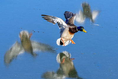 Ducks flying over lake