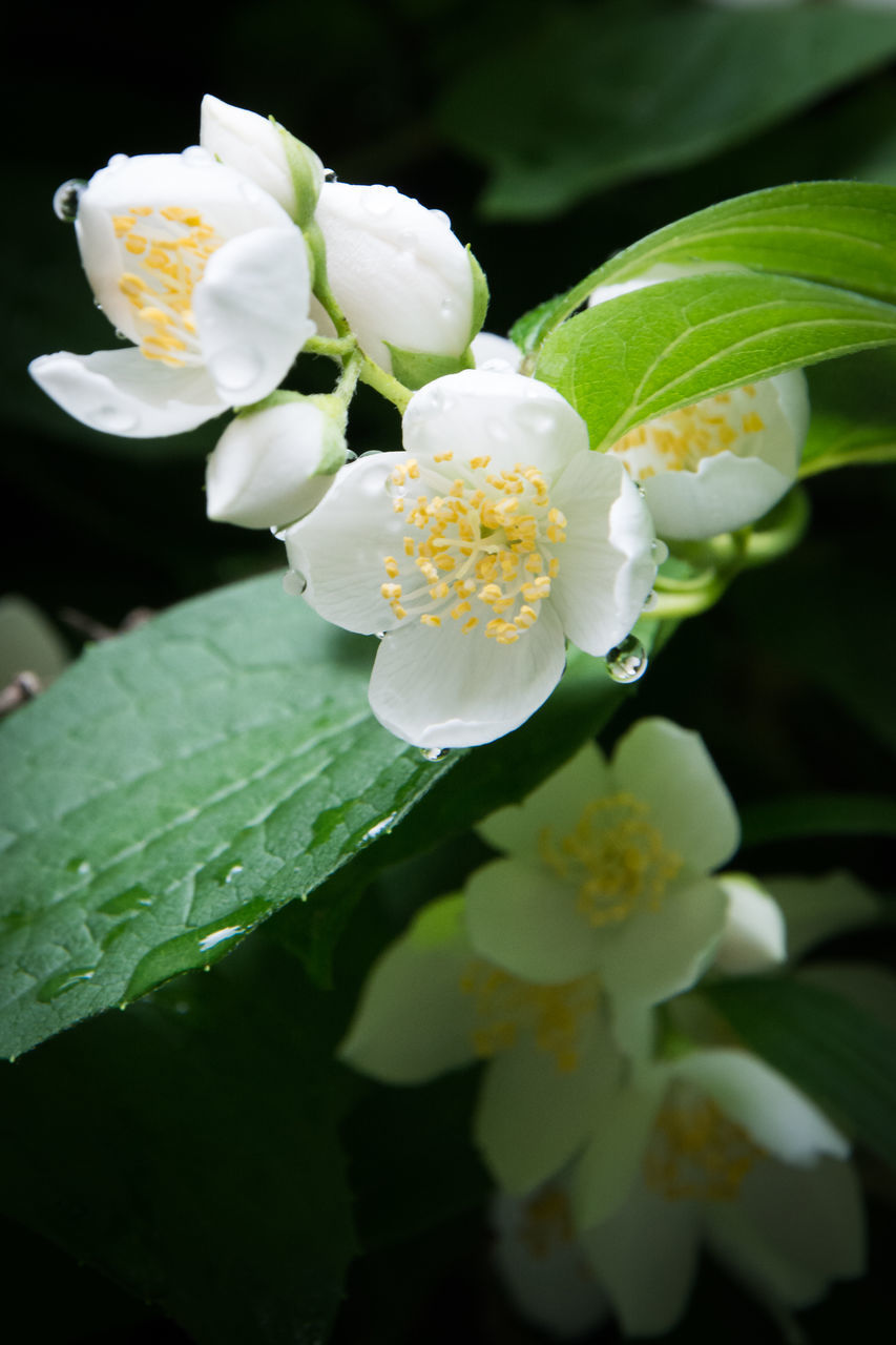 CLOSE-UP OF WHITE ROSE FLOWER