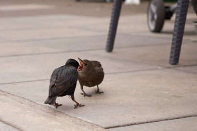 Close-up of birds perching on ground