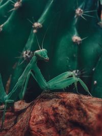 Close-up of insect on plant