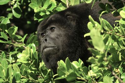 Costa rica monkey in natural habitat