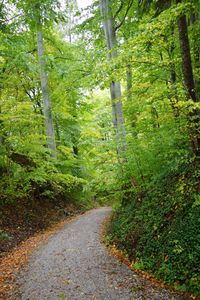 Dirt road amidst trees in forest