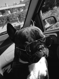 Close-up of dog in car