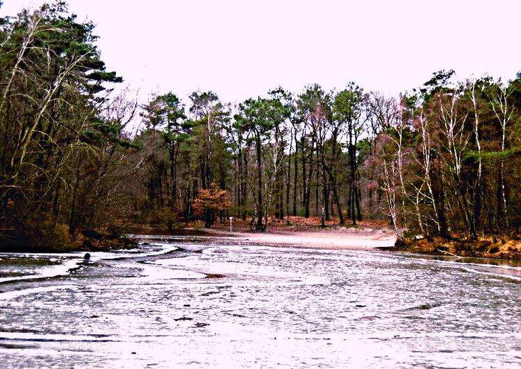 tree, plant, sky, water, nature, beauty in nature, scenics - nature, land, tranquility, no people, forest, clear sky, day, growth, tranquil scene, outdoors, waterfront, non-urban scene, environment, flowing water, flowing