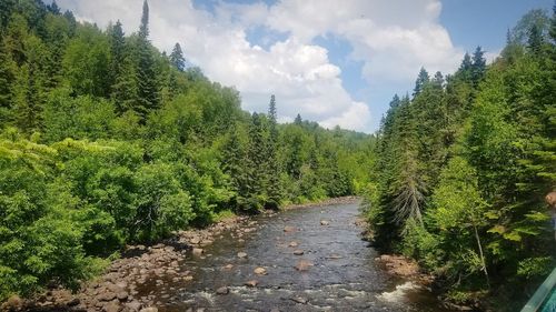 Plants growing by road in forest against sky