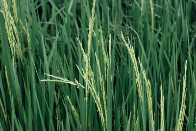 Close-up of wheat growing on field