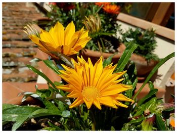 Close-up of yellow flower blooming