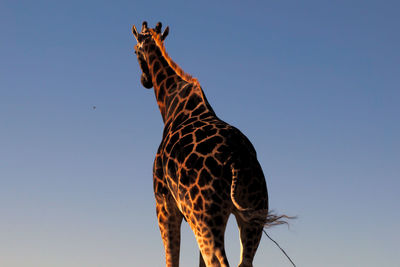 Low angle view of giraffe against clear blue sky