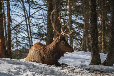 Deer standing on snow covered landscape