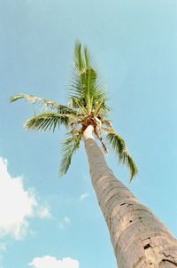 Low angle view of palm tree against sky