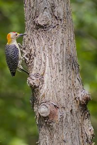Close-up of bird perching on tree trunk
