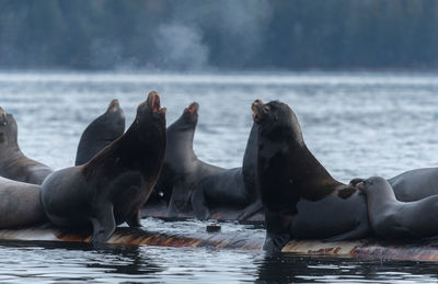 Horses swimming in sea