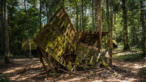 View of trees in forest