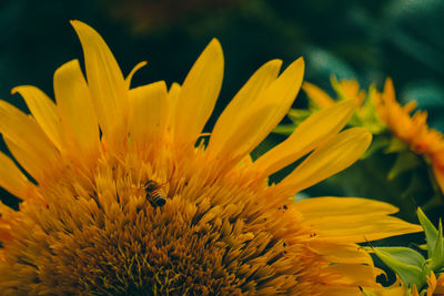 Close-up of bee pollinating on yellow flower