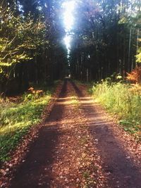 Road amidst trees in forest