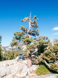 Low angle view of tree against clear blue sky