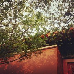Low angle view of trees