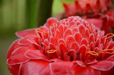 Close-up of red flower