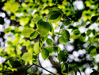 Low angle view of leaves on tree