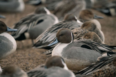 High angle view of a bird on field