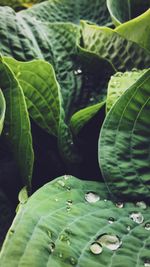 Close-up of water drops on leaves