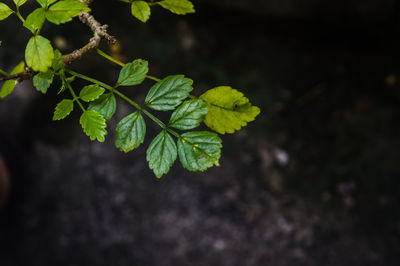 Some beautiful fresh leaves