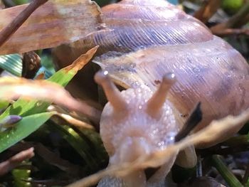 Close-up of turtle in water