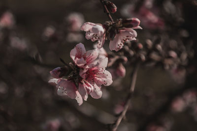 Close-up of pink cherry blossom