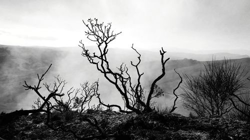 Bare tree on landscape against sky