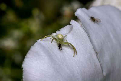 Close-up of spider on web