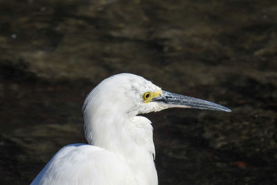 Close-up of a bird looking away