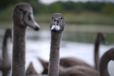 Close-up of two birds on land