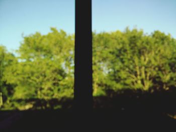 Close-up of trees against sky