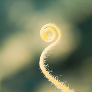 Close-up of spiral