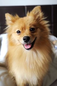 Portrait of dog at home