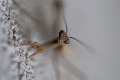 Close-up of insect