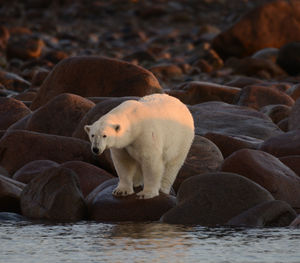 Polar bear standing on rocks at beach