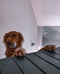 Portrait of a dog resting