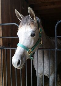 Close-up of horse in stable